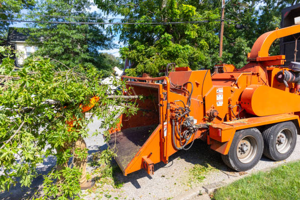 Best Tree Root Removal  in Rahway, NJ